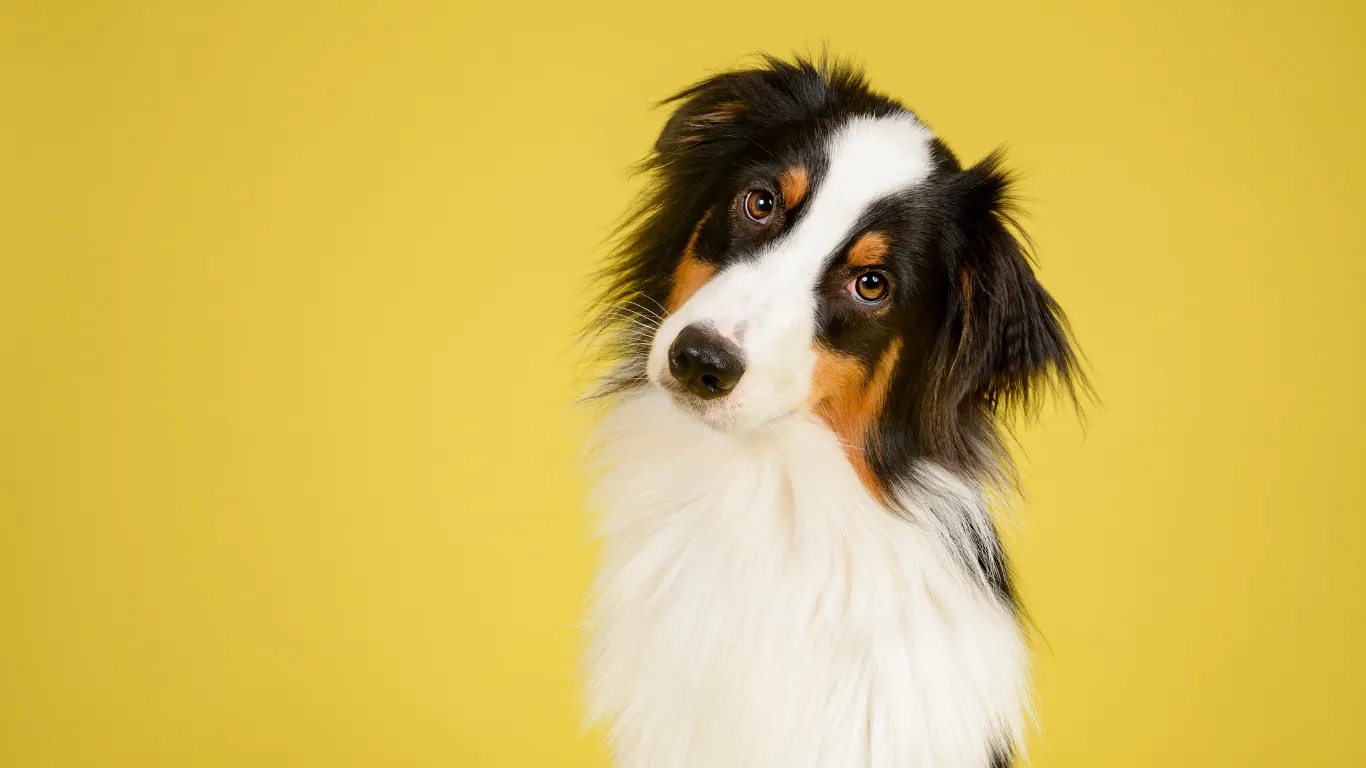 Life is Better With Pets banner — dog portrait